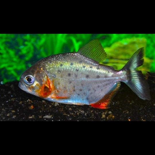 Piranha À Ventre Rouge (Pygocentrus nattereri) – Sur commande