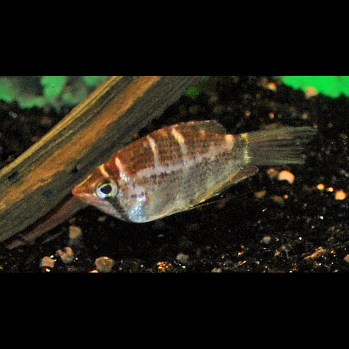 Gourami chocolat à bandes sauvage (Sphaerichthys selatanensis) – Sur commande