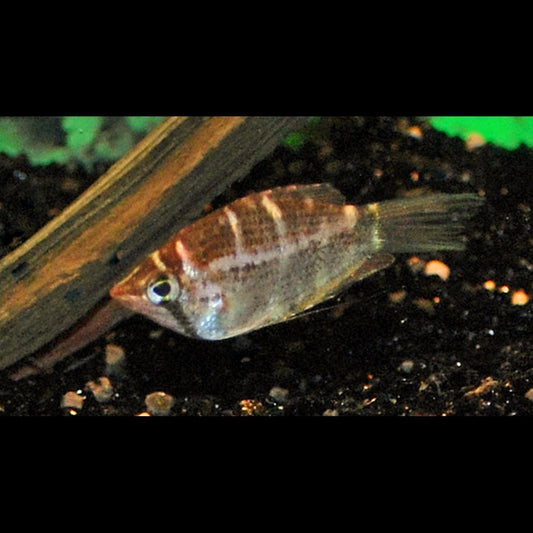 Gourami chocolat à bandes sauvage (Sphaerichthys selatanensis) – Sur commande