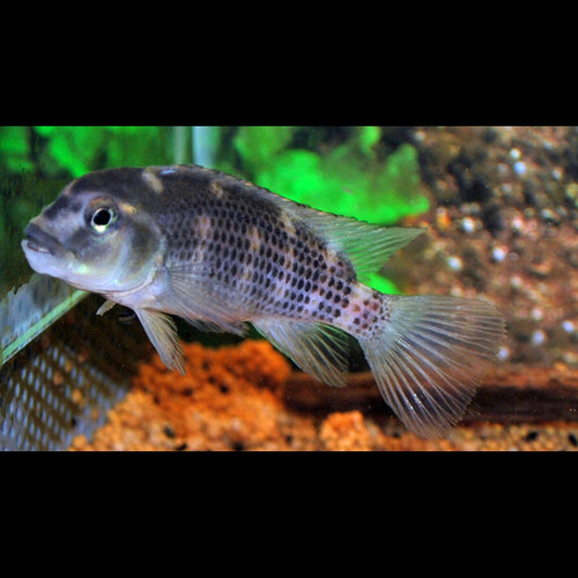 Cichlidé bossu sauvage (Steatocranus casuarius) – Sur commande