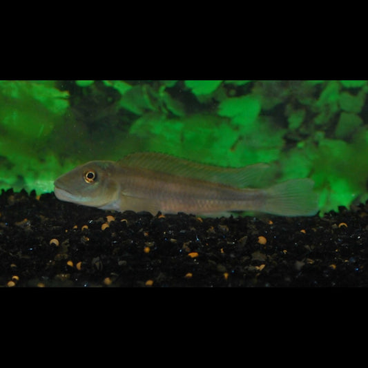 Steatocranus tinanti sauvage (Steatocranus tinanti) – Sur commande