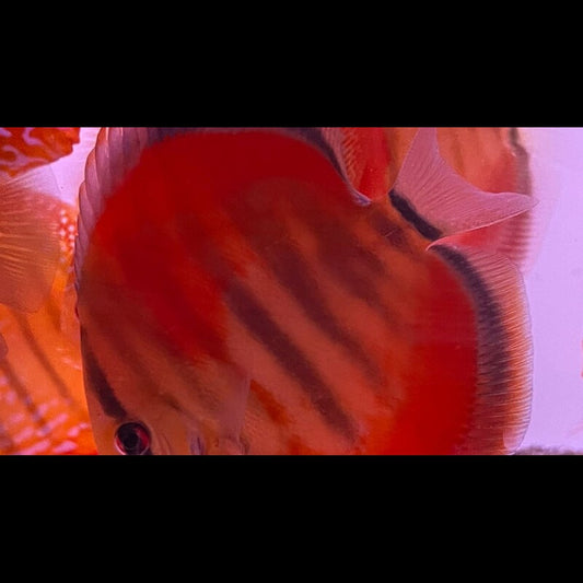 Discus Heckel ICA Rouge (S. aequifasciatus ica red) – Sur commande