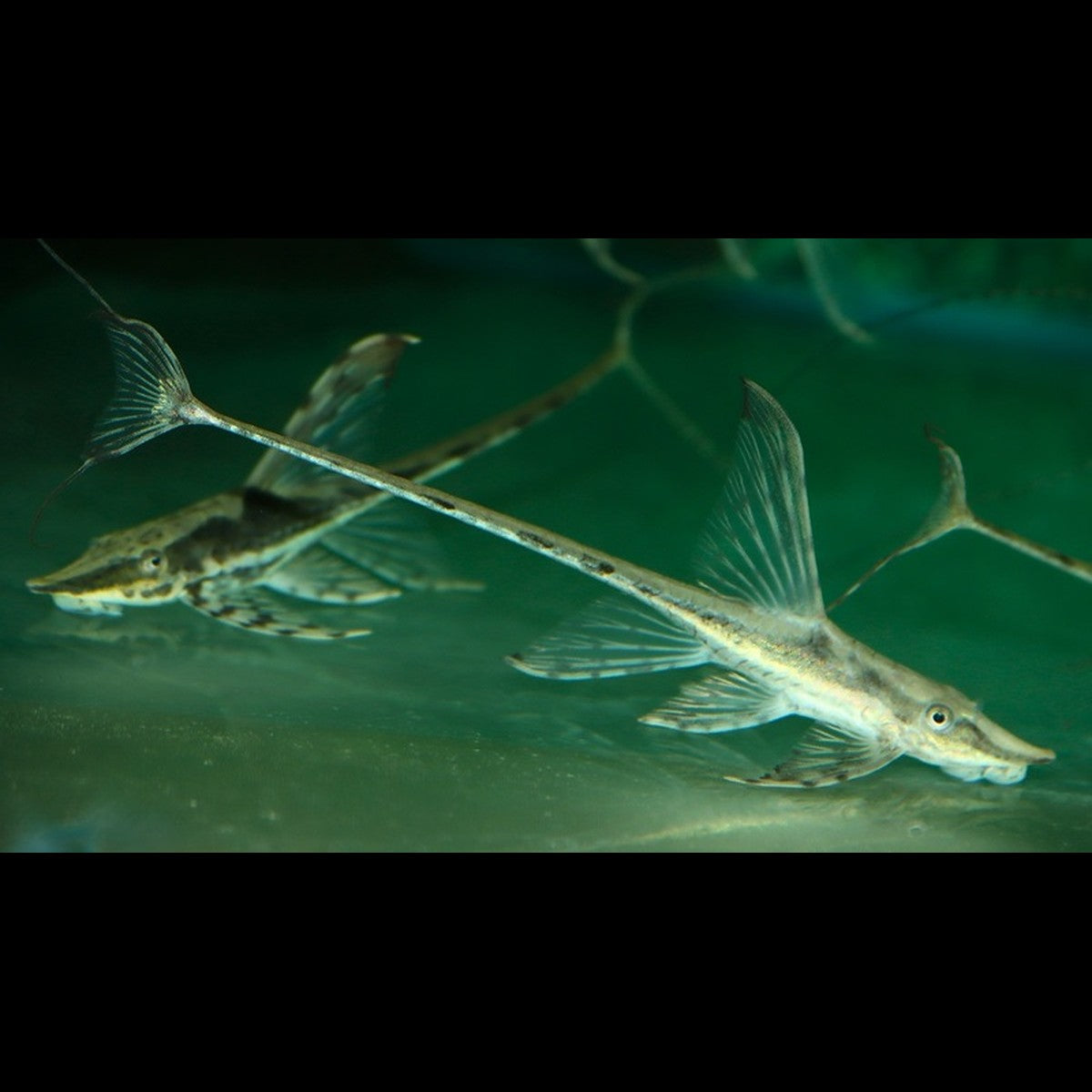 Farlowella royal (Sturisomatichthys aureus)