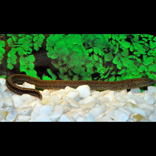 Anguile Marmoratus sauvage (Synbranchus marmoratus) – Sur commande