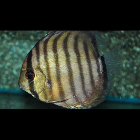 Discus PERU RIO Nanay sauvage (S. aequifasciatus peru rio nanay) – Sur commande