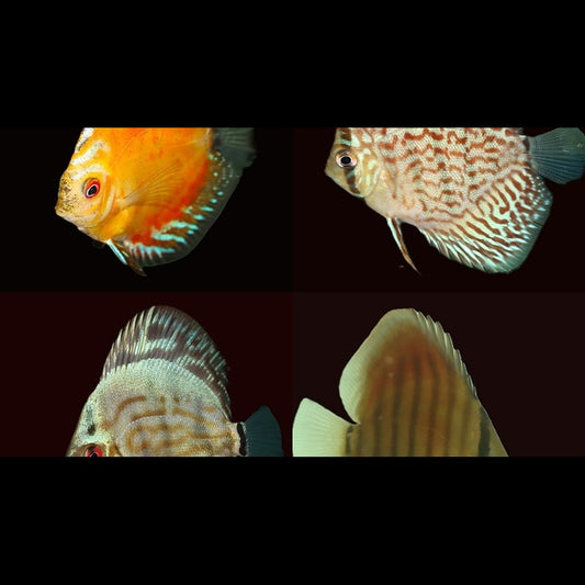 Discus Assortis (S. aequifasciatus mix) – Sur commande