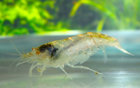 CARIDINA TYPUS (amano d'Australie)