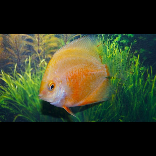 Discus RED Valentine (S. aequifasciatus red valentine) – Sur commande