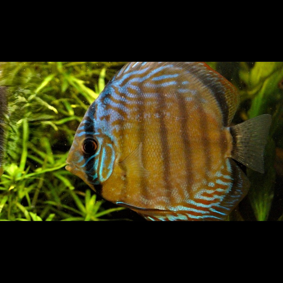 Discus Purus sauvage (S. aequifasciatus purus) – Sur commande