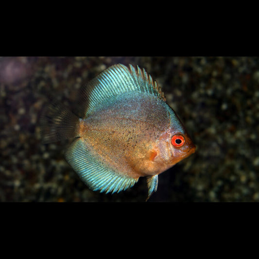 Discus ANGE NOIR (S. aequifasciatus dark angel) – Sur commande