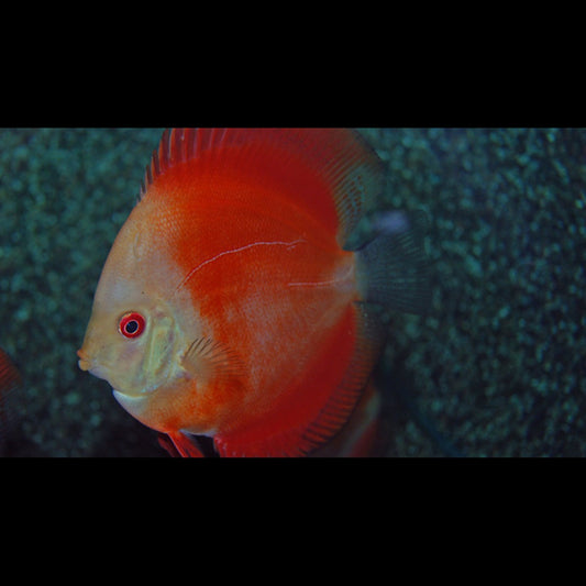 Discus RED Melon (S. aequifasciatus red melon) – Sur commande