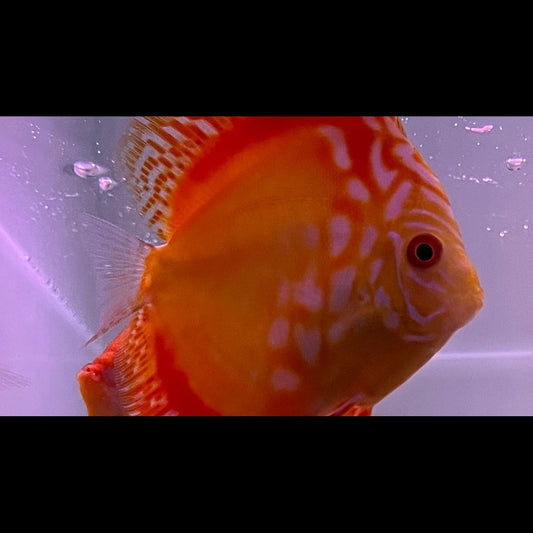 Discus RED MAP (S. aequifasciatus red map) – Sur commande