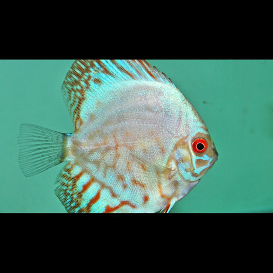 Discus Pigeon White Kobalt (S. aequifasciatus white kobalt) – Sur commande