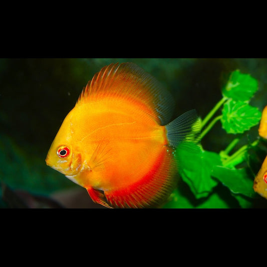Discus RED Eagle (S. aequifasciatus red diamond) – Sur commande