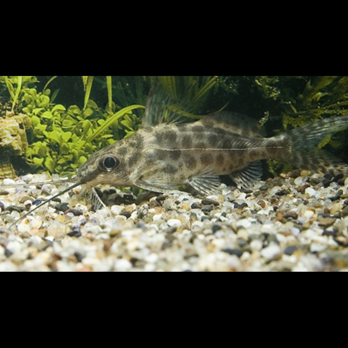Synodontis Alberti sauvage (Synodontis alberti) – Sur commande