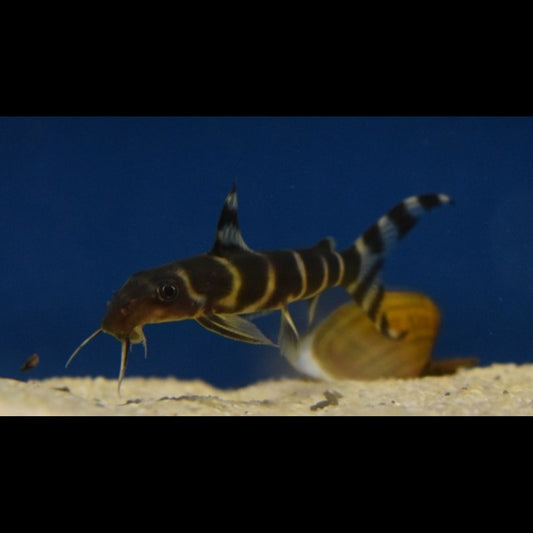 Synodontis DE Brichard sauvage (Synodontis brichardi) – Sur commande