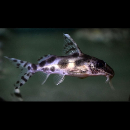 Siffleur Décoré sauvage (Synodontis decorus) – Sur commande