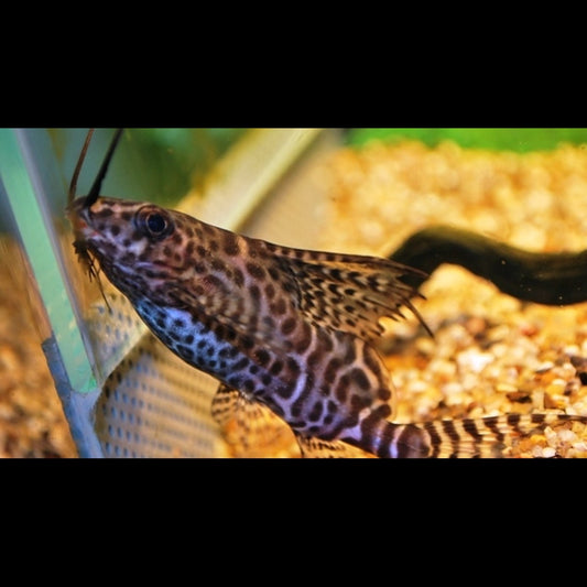 Siffleur DE Nageoire-plume sauvage (Synodontis eupterus) – Sur commande