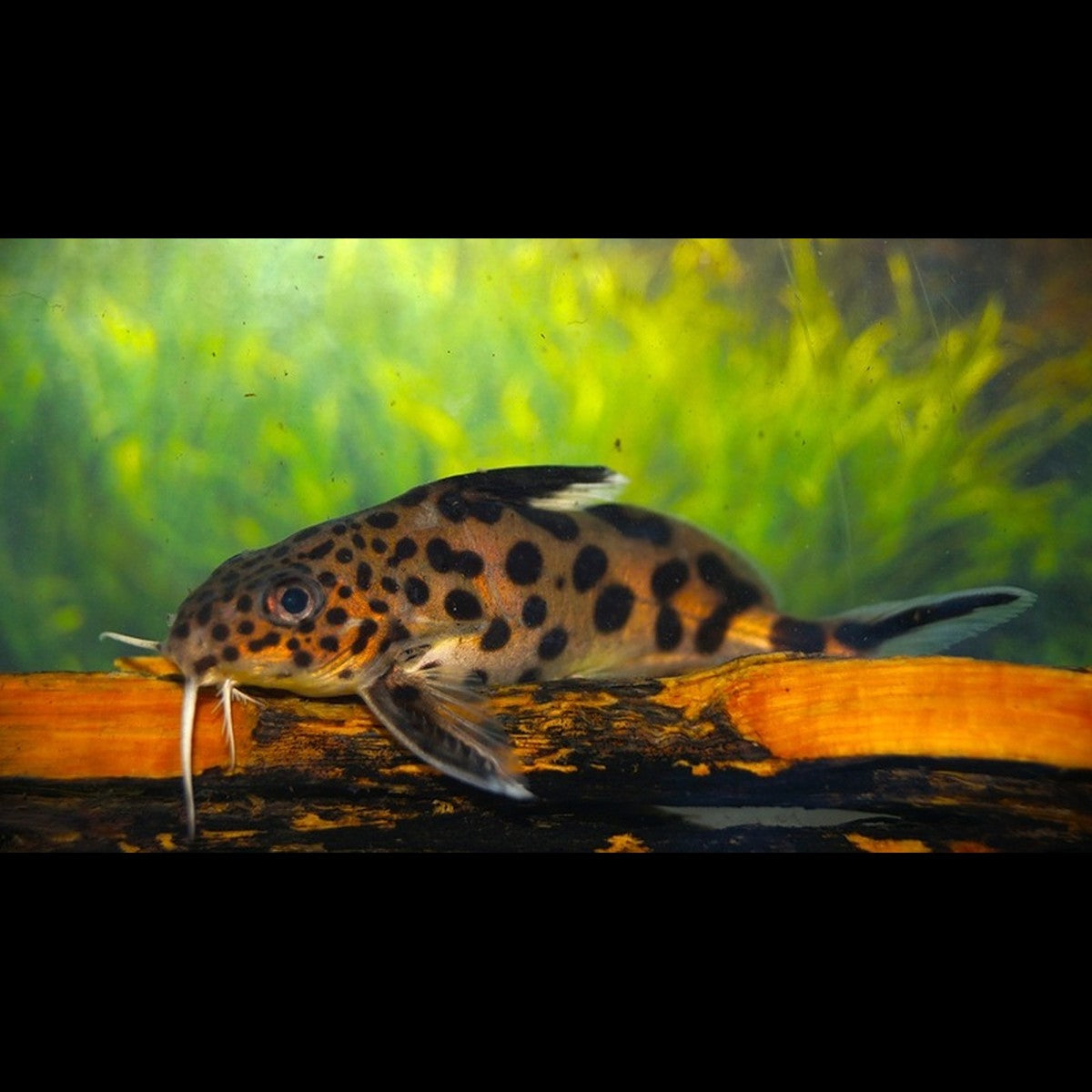 Synodontis Multipunctatus (Synodontis multipunctatus) – Sur commande