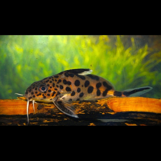 Synodontis Multipunctatus (Synodontis multipunctatus) – Sur commande