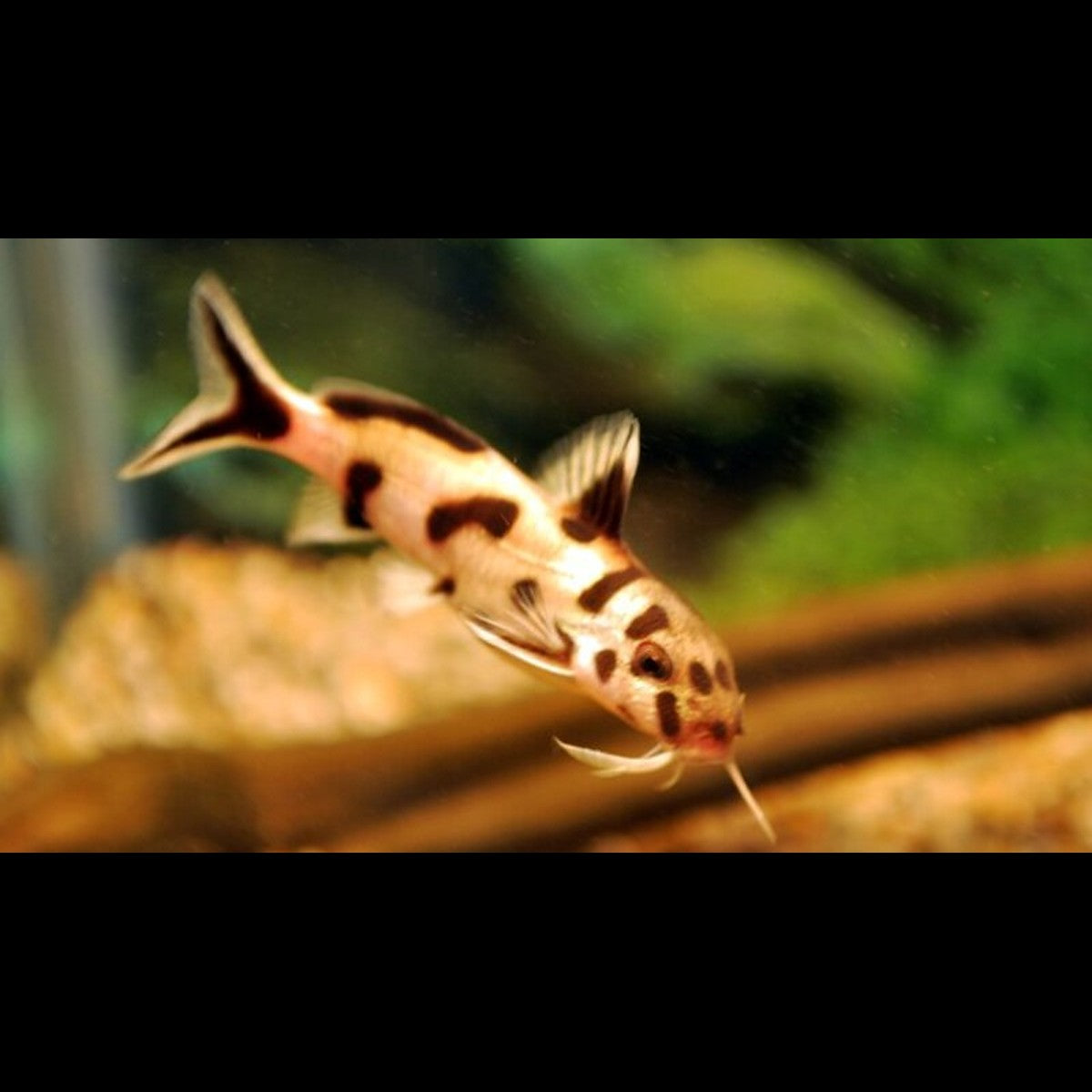 Synodontis Polli White (Synodontis sp. polli white) – Sur commande