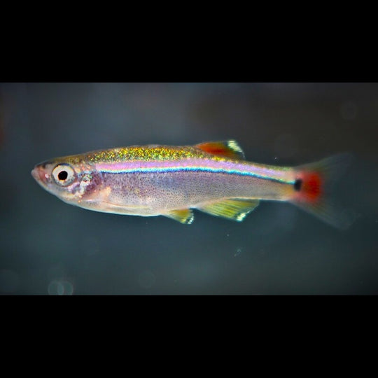 Néon chinois (Tanichthys albonubes) – Sur commande – par 10