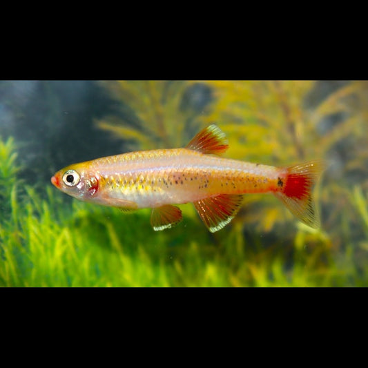 Néon chinois doré (Tanichthys albonubes « gold ») – Sur commande – par 10