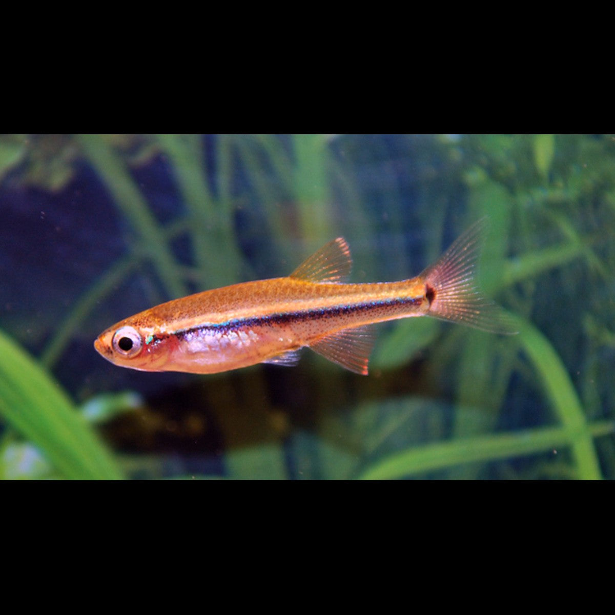 Néon chinois micagemmae sauvage (Tanichthys micagemmae) – Sur commande – par 10