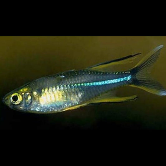 Poisson voile des Célèbes (Marosatherina ladigesi) – Sur commande – par 10