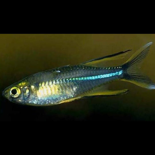 Poisson voile des Célèbes (Marosatherina ladigesi) – Sur commande – par 10