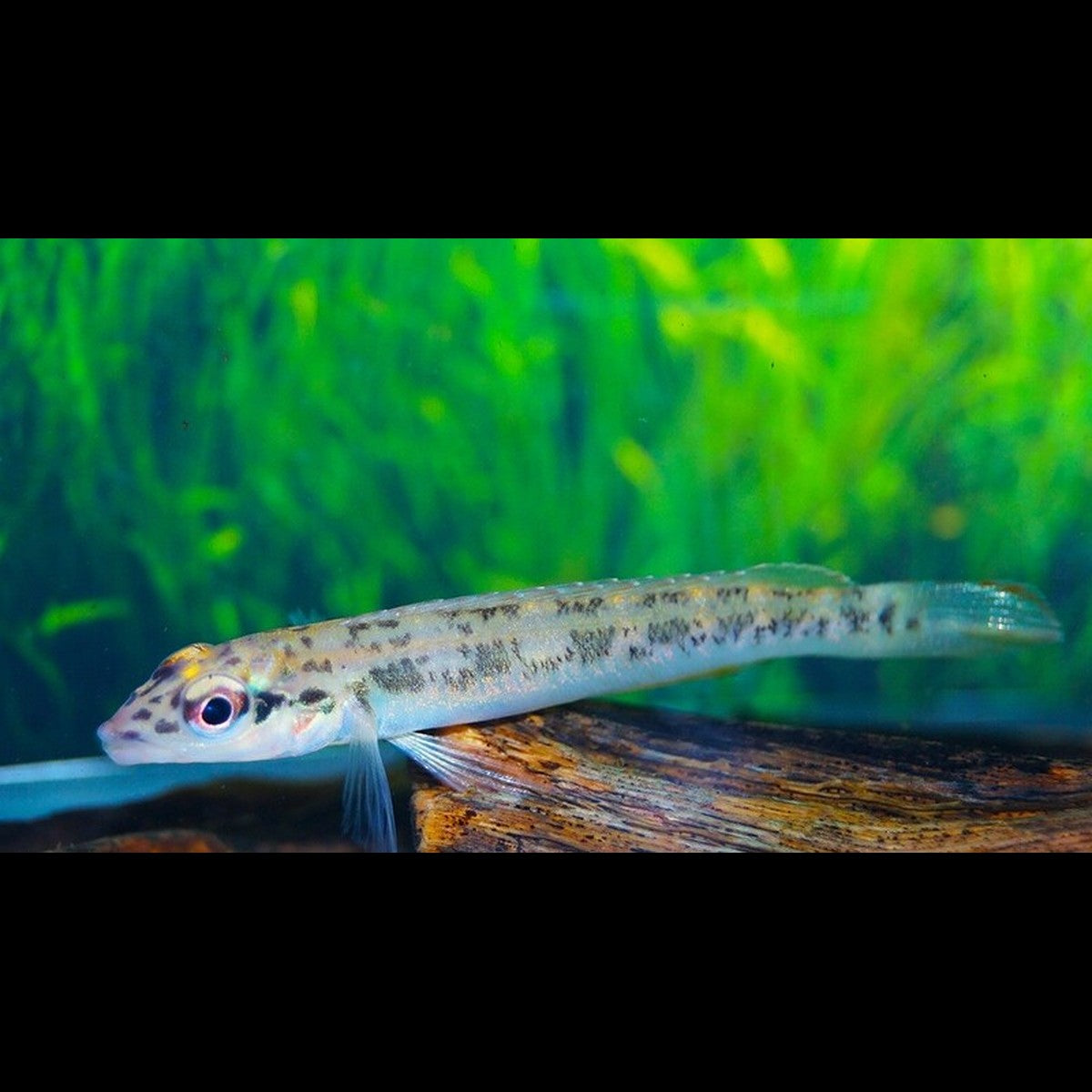 Teleocichla centrarchus sauvage (Teleocichla centrarchus) – Sur commande
