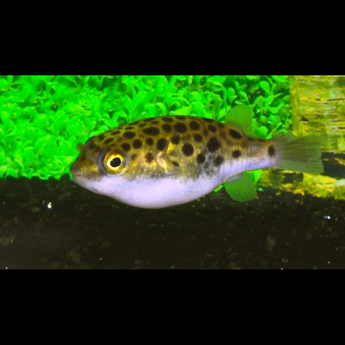 Tétraodon vert sauvage (Dichotomyctere nigroviridis) – Sur commande
