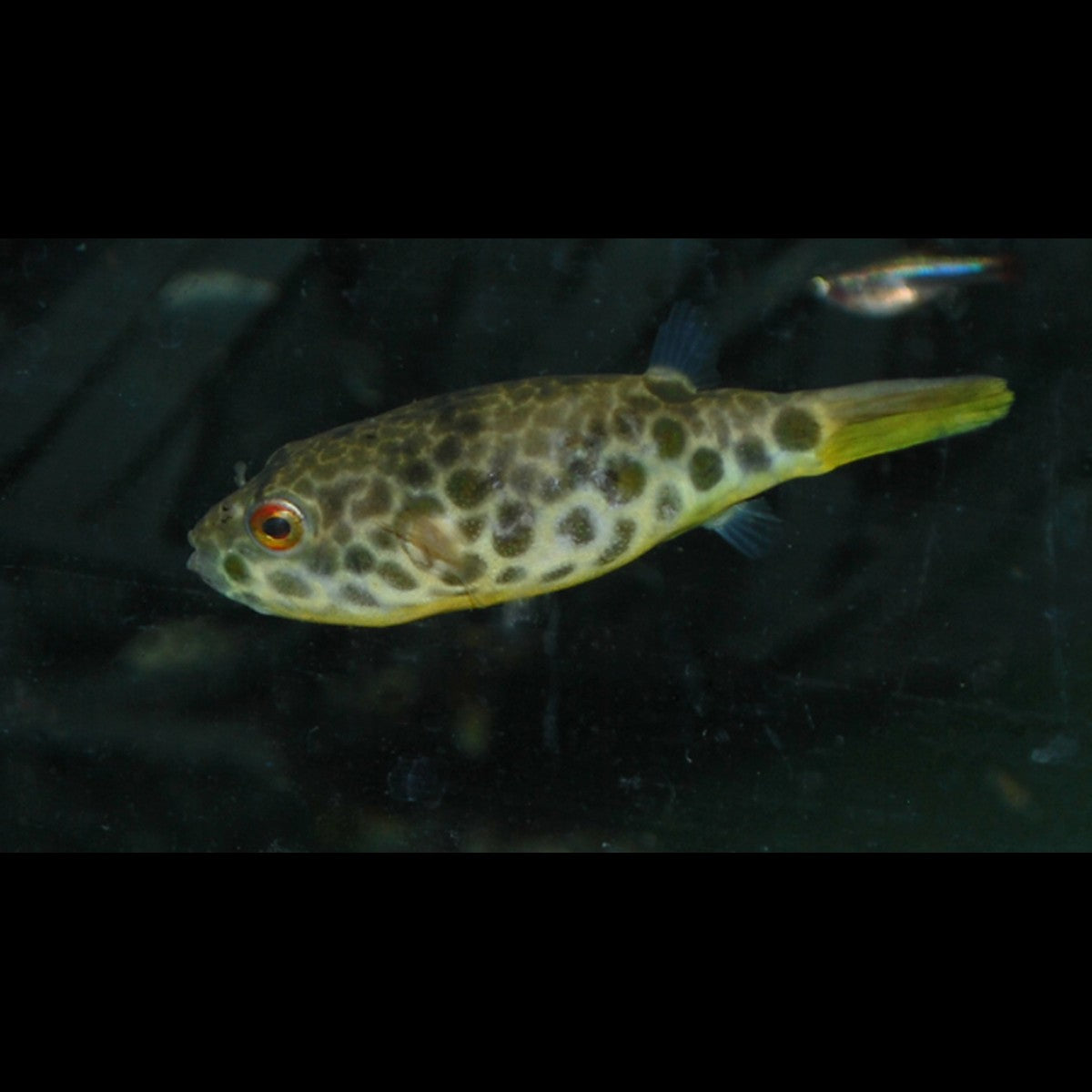 Poisson-ballon tacheté du Congo sauvage (Tetraodon schoutedeni) – Sur commande