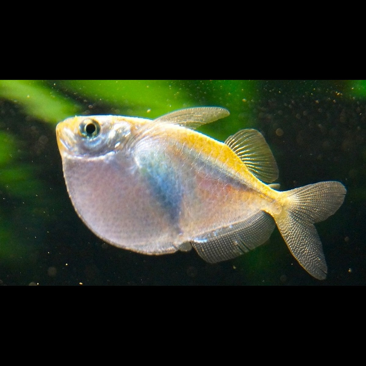 Poisson-hachette étoilé sauvage (Thoracocharax stellatus)
