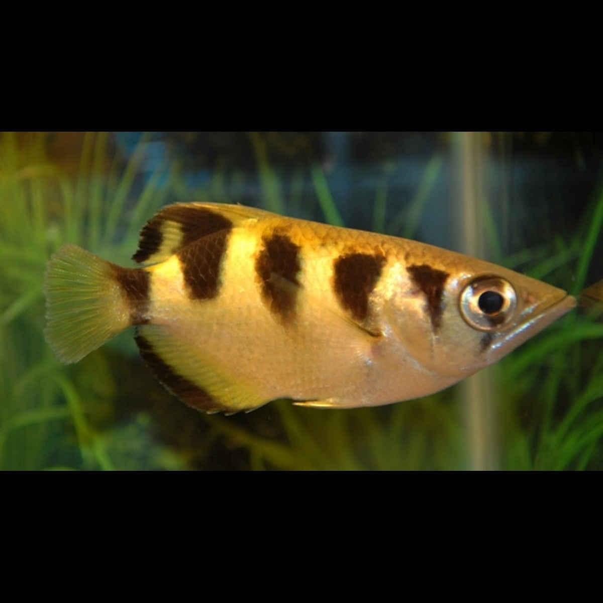 Poisson-archer sauvage (Toxotes jaculatrix) – Sur commande