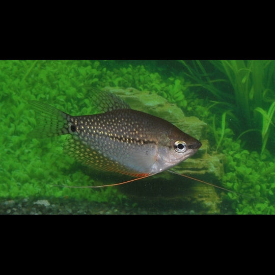 Gourami perlé sauvage (Trichopodus leerii) – Sur commande