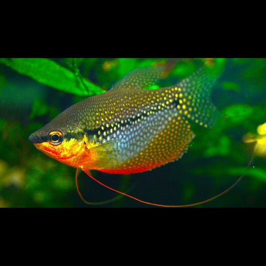 Gourami perlé (Trichopodus leerii) – Sur commande