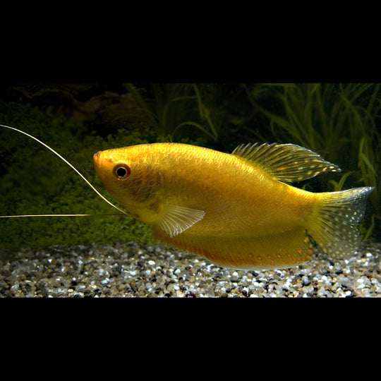 Gourami doré (Trichopodus trichopterus « gold ») – Sur commande