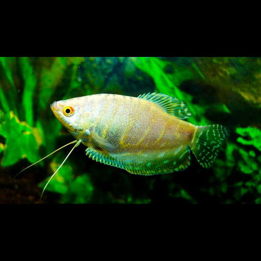 Gourami platine (Trichopodus trichopterus « platinum ») – Sur commande