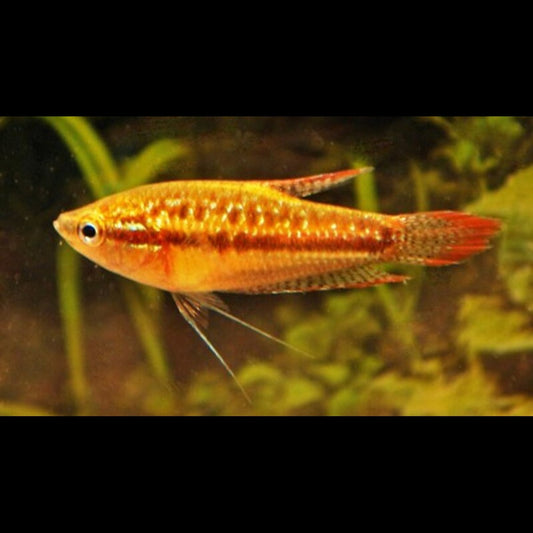 Gourami nain grogneur sauvage (Trichopsis pumila) – Sur commande – par 10