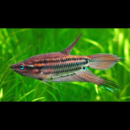 Gourami grogneur sauvage (Trichopsis vittata) – Sur commande – par 10