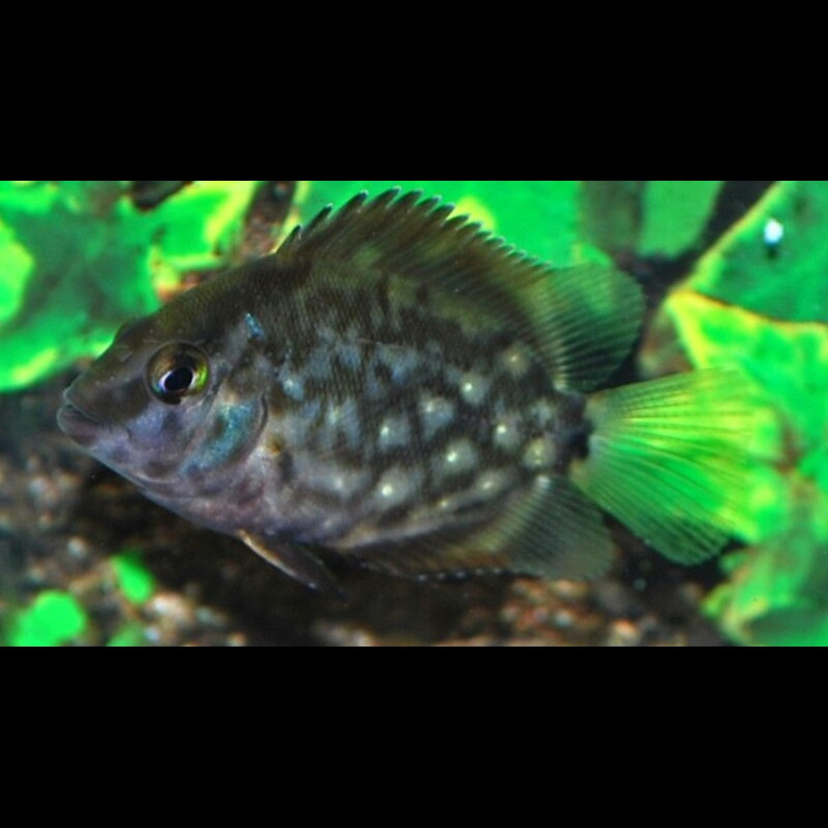 Uaru (Uaru amphiacanthoides) – Sur commande