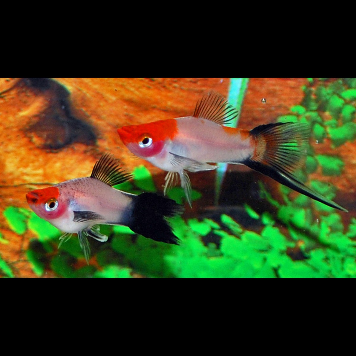 Porte-épée KOI Wagtail (Xiph. helleri koi wagtail) – Sur commande