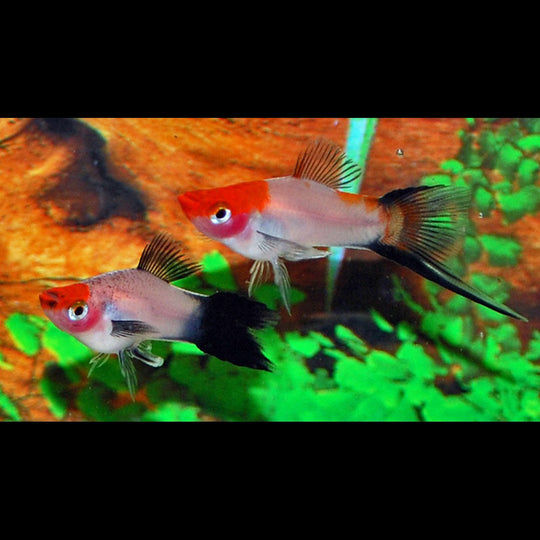Porte-épée KOI Wagtail (Xiph. helleri koi wagtail) – Sur commande