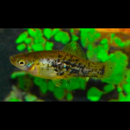 Platy Catemaco (Xiphophorus milleri) – Sur commande