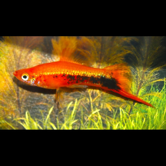 Porte-épée Rouge Spotted (Xiph. helleri red spotted) – Sur commande