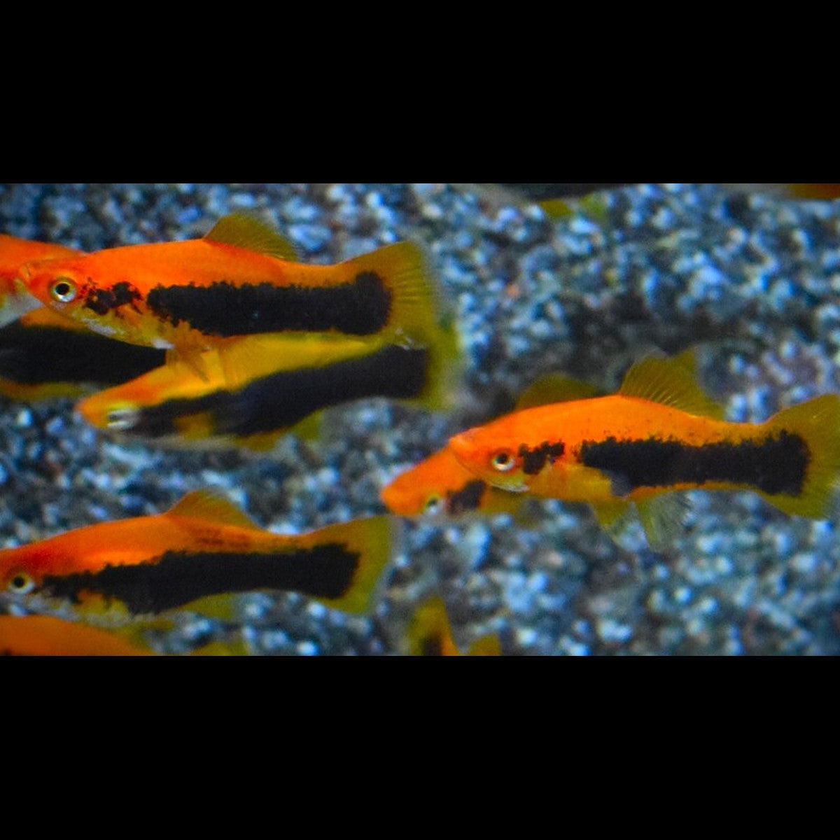 Porte-épée rouge tuxedo (Xiphophorus hellerii « red tuxedo »)
