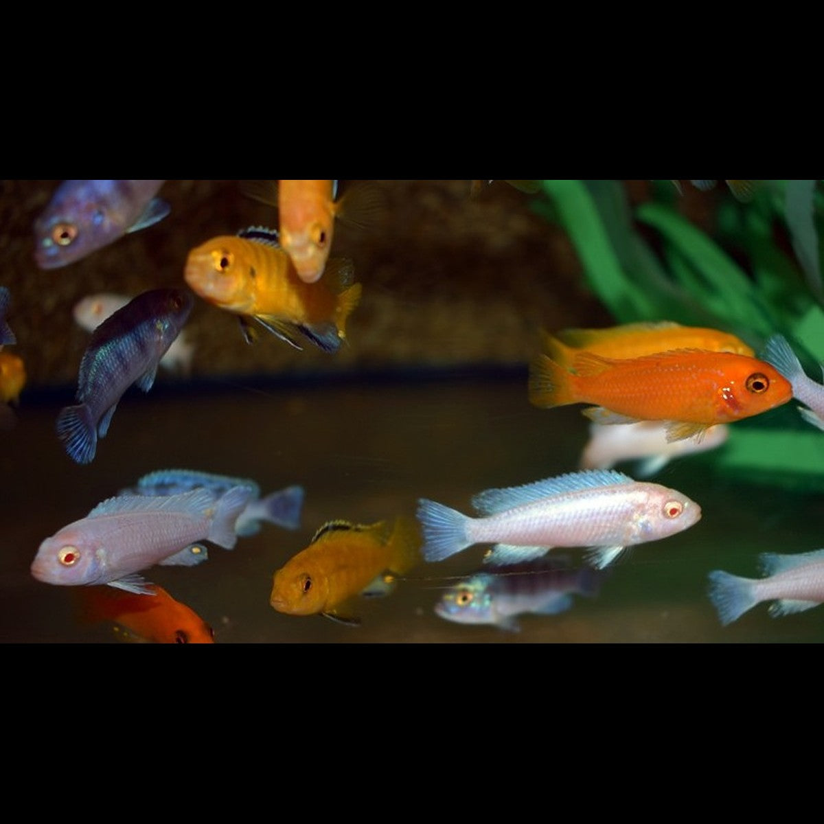 Cichlidés du Malawi assortis (mbunas – mélange d'espèces) – Sur commande