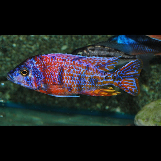 Aulonocara Red Blotched (Aulonocara sp. « Red Blotched ») – Sur commande
