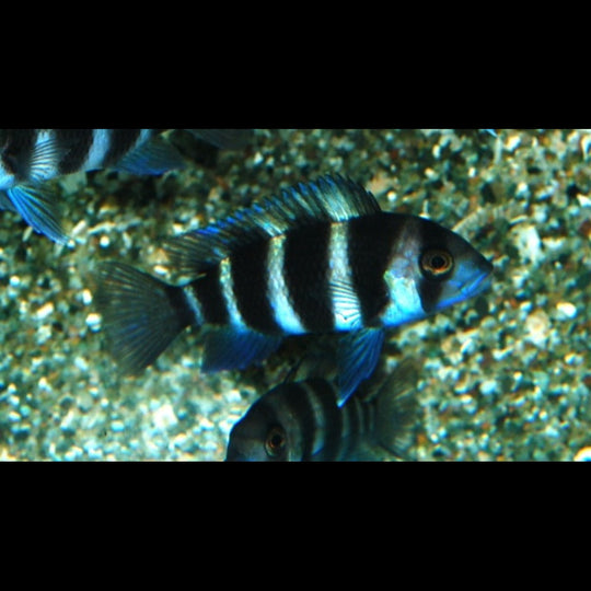 Frontosa (Cyphotilapia frontosa) – Sur commande